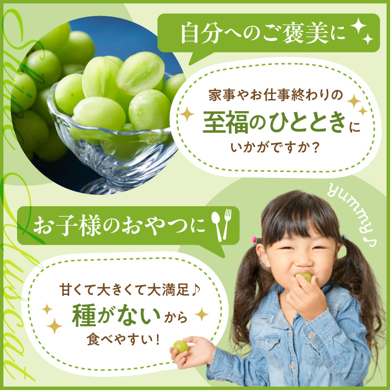 ã2026幎ç£ã ã·ã£ã€ã³ãã¹ã«ãã çŽ1.2kg (2æ¿å
¥) å±±åœ¢ç æ±æ ¹åž hi026-054