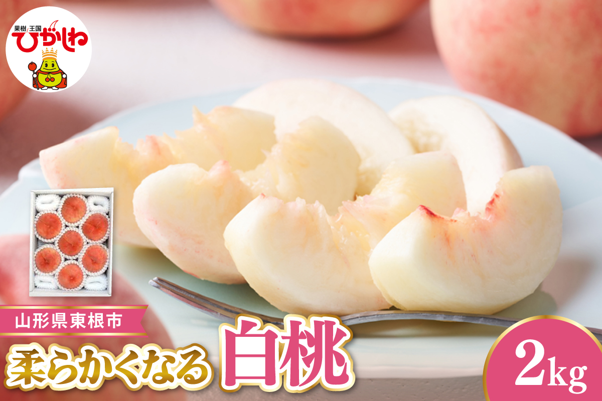 【令和8年産先行受付】 東根市産白桃　秀品 柔らかくなる桃 約2kg ベジフルひがしね 山形県 東根市 hi104-004