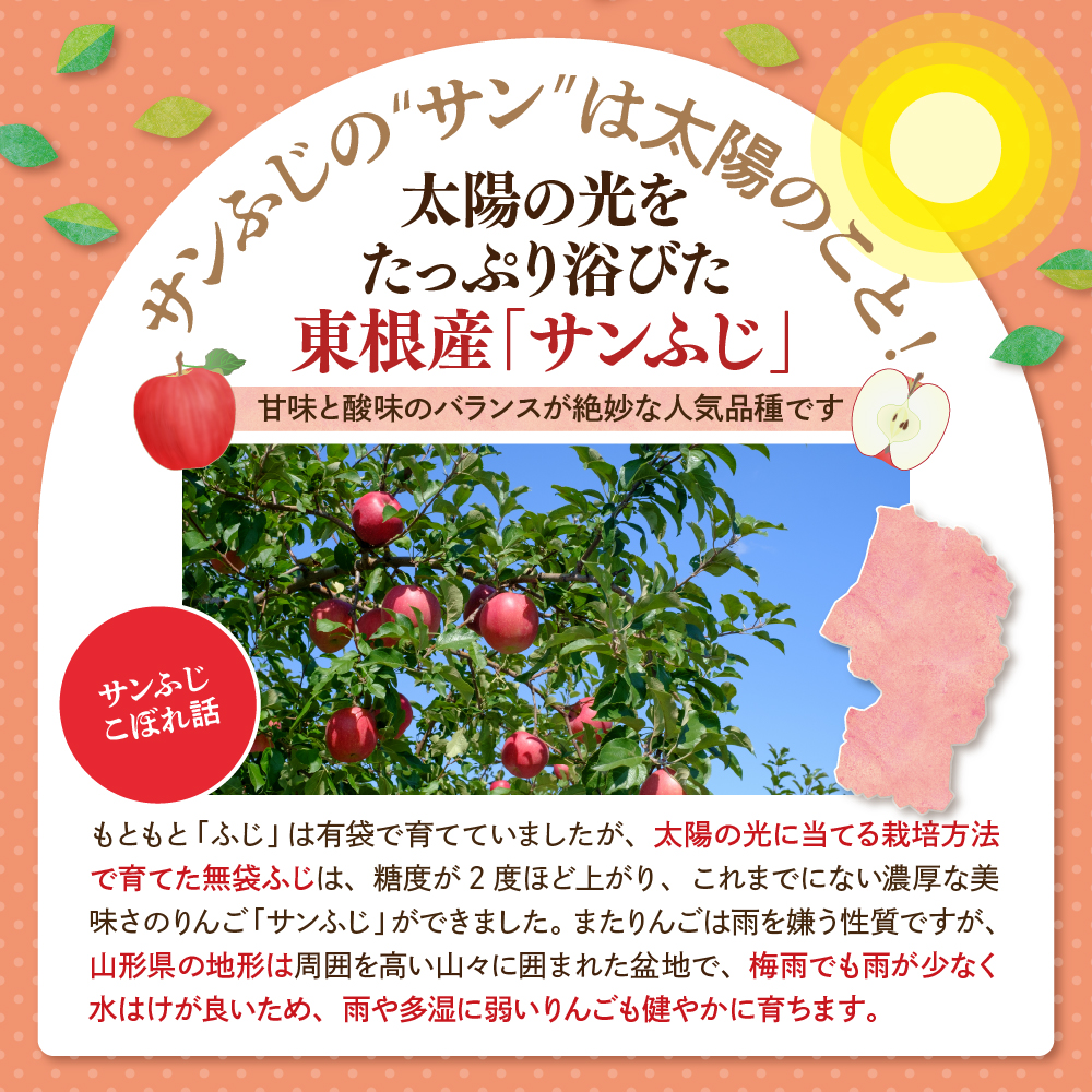 【2025年産 先行予約】 りんご「【横綱】サンふじ」5kg JA提供 山形県 東根市 hi003-140-2