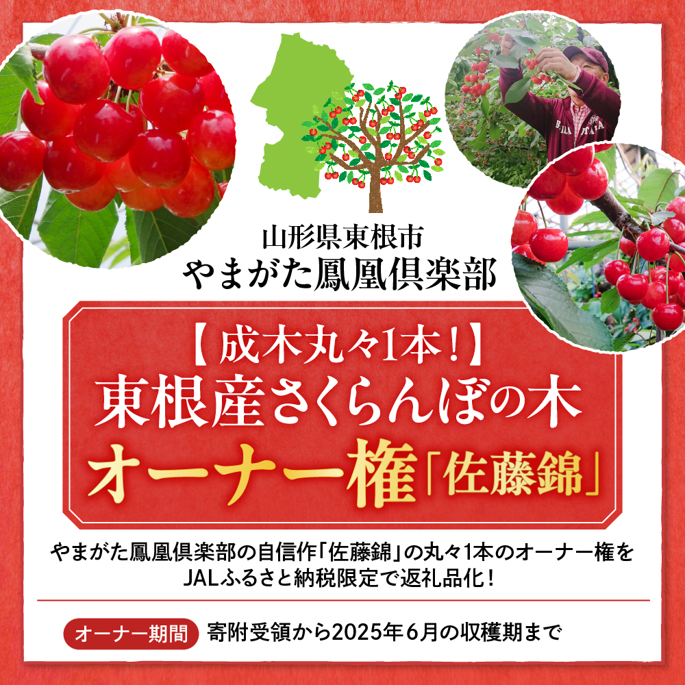 【成木丸々1本！】東根産さくらんぼの木 オーナー権「佐藤錦」 山形県 東根市 hi081-001