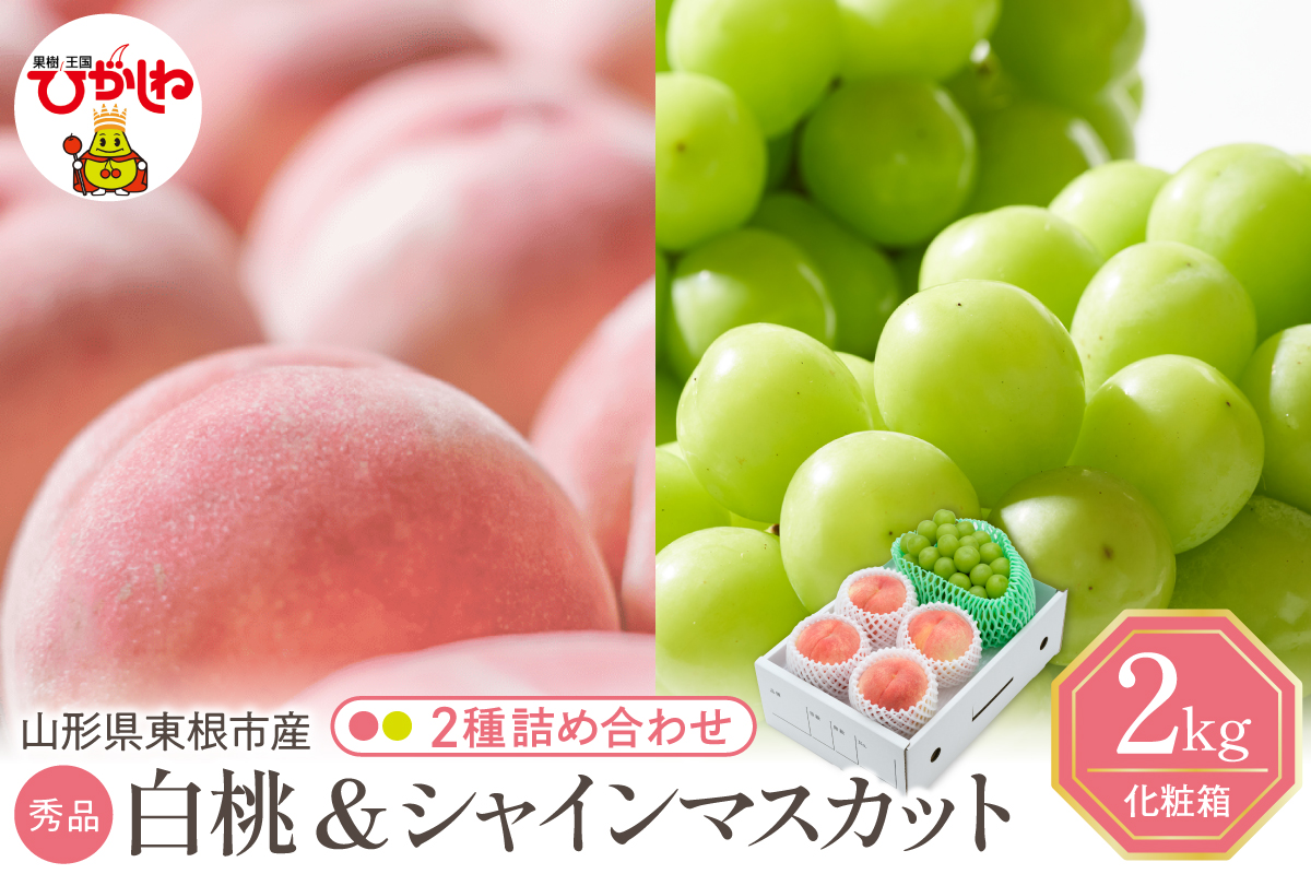 【2026年】東根市産 白桃（品種おまかせ）＆シャインマスカット 詰め合わせ 秀品 化粧箱入り 2kg 山形県 東根市 hi027-243