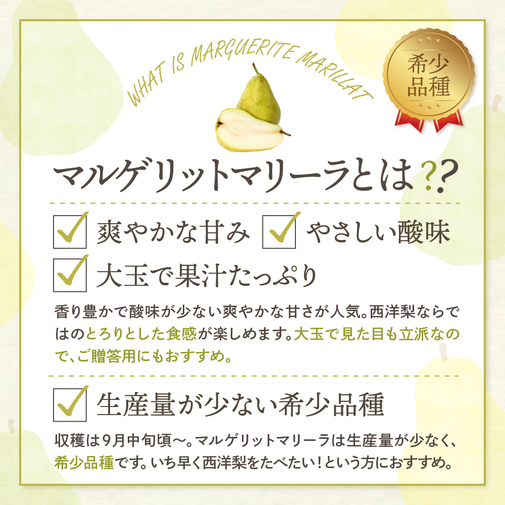 【令和6年産 先行予約】西洋梨マルゲリットマリーラ２ｋｇ　秀品　化粧箱入り 山形県 東根市 東根農産センター提供 hi027-136