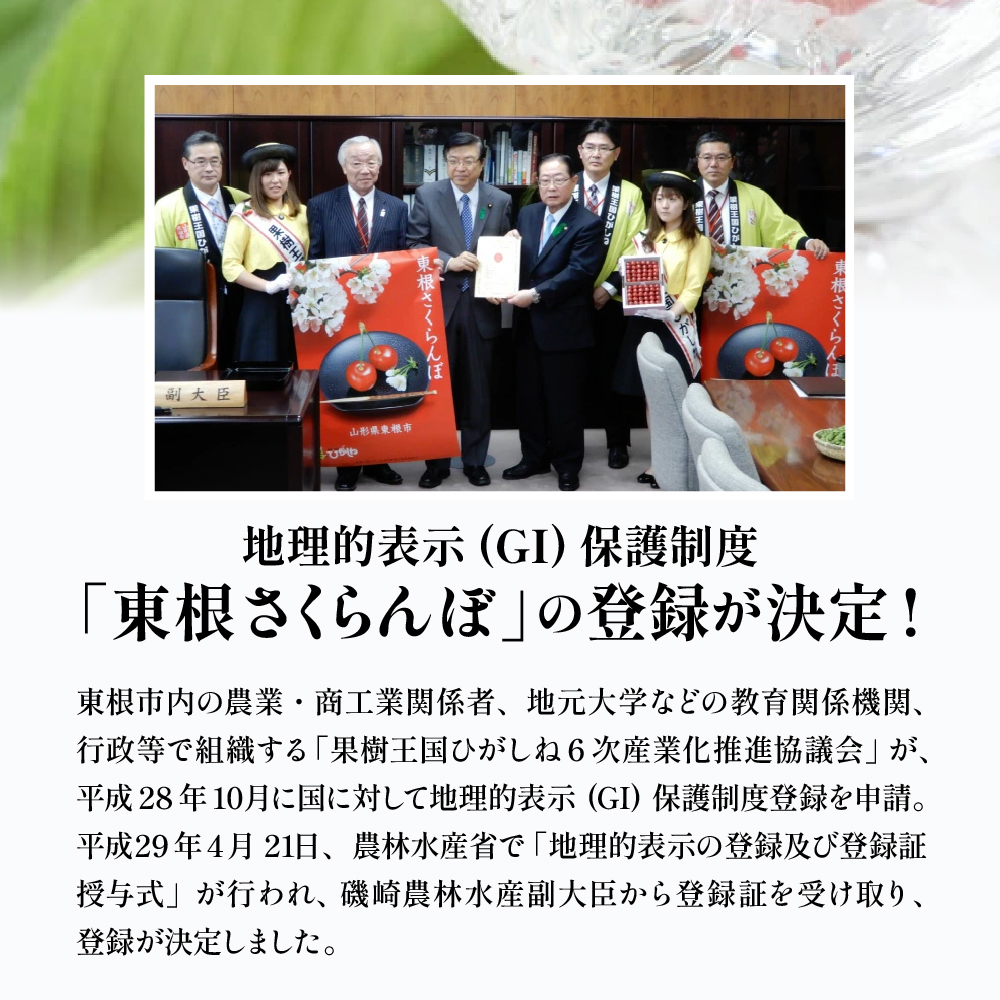 2026年 GI東根さくらんぼ「紅秀峰」500gバラ詰め 秀品 Lサイズ 東根農産センター提供 山形県 東根市 hi027-228