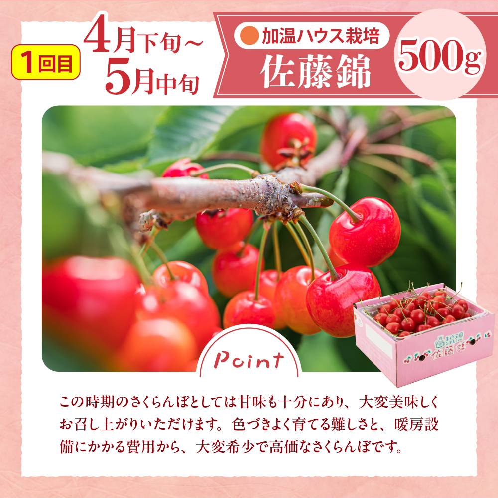 2024年GI「東根さくらんぼ」 佐藤錦満喫コース(2024年4月下旬〜5月中旬からスタート) 　hi001-016