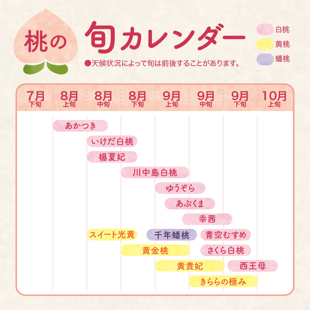 2025年白桃(品種おまかせ)2kg 東根農産センター提供 山形県 東根市 hi027-149-2