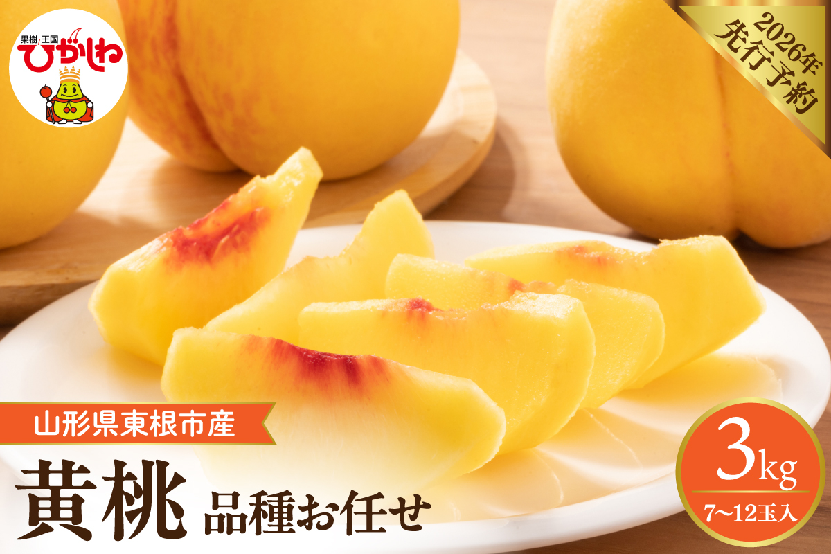 【2026年産】採れたて黄桃(品種お任せ) 約3kg (7～12玉)晴天畑提供 山形県 東根市 hi026-057