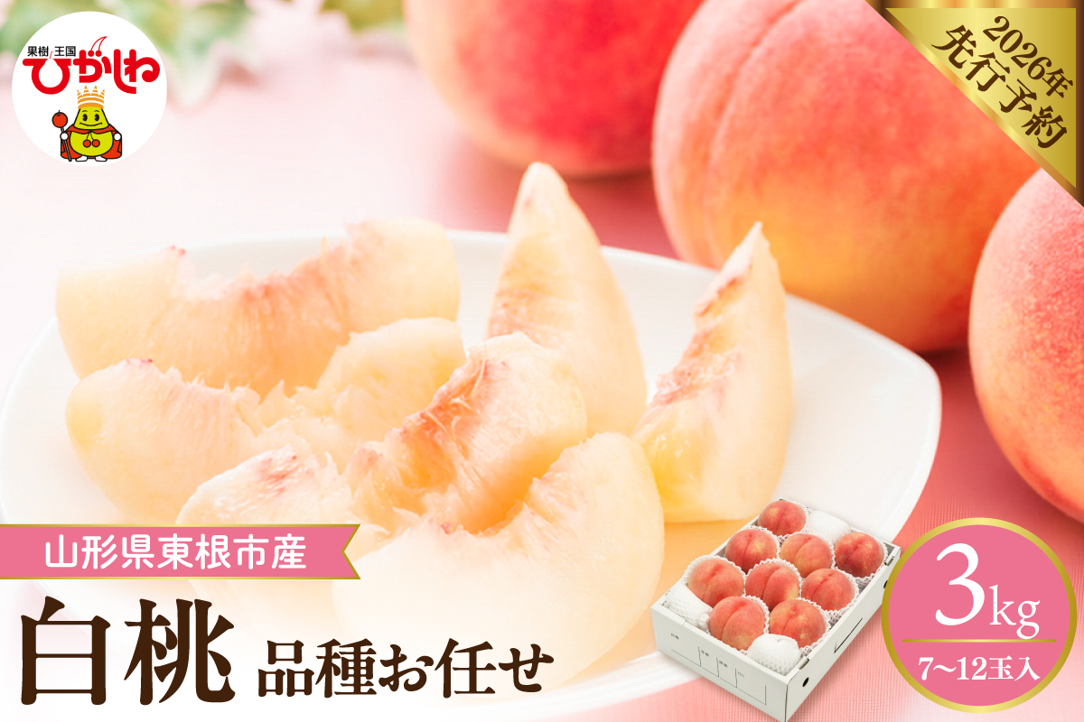 【2026年産】 採れたて白桃(品種お任せ) 約3kg (7～12玉) 山形県 東根市　hi026-055