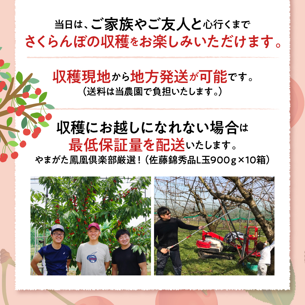 【成木丸々1本！】東根産さくらんぼの木 オーナー権「佐藤錦」 山形県 東根市 hi081-001