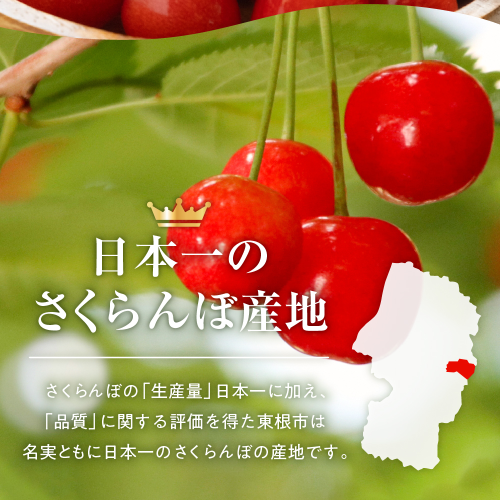 【2025年産 先行予約】GI 「東根さくらんぼ」佐藤錦 900g バラ詰め JA園芸部提供 山形県 東根市　hi001-028-2