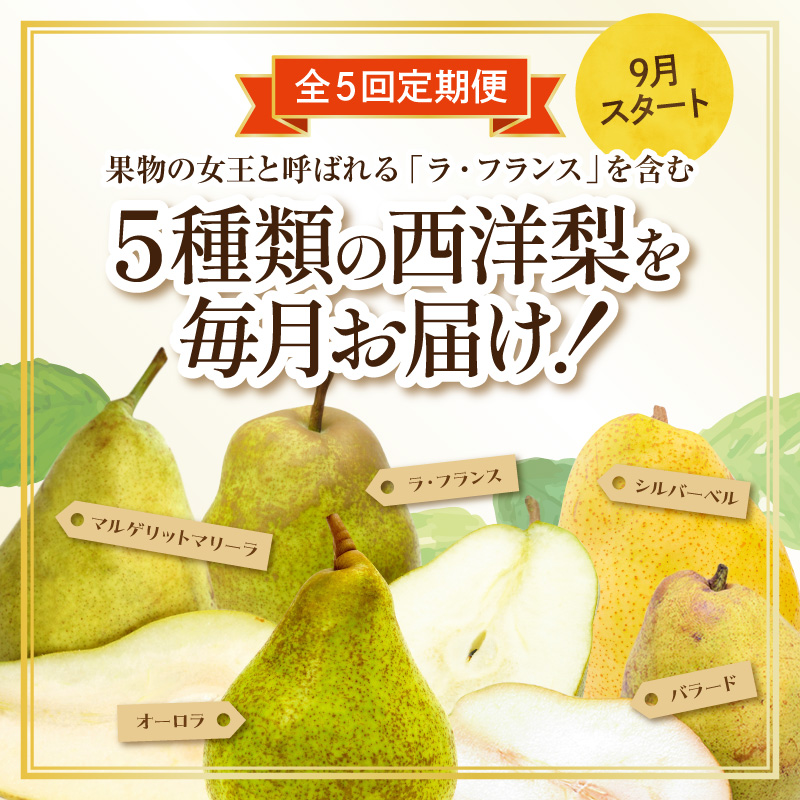 【2026年産 5回定期便】西洋梨食べ尽くし定期便 山形県 東根市 東根農産センター提供 hi027-201-r8