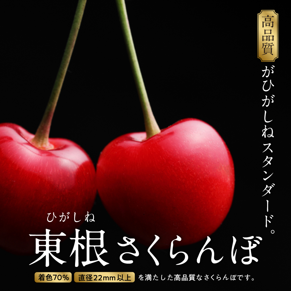 【2025年産 先行予約】GI 「東根さくらんぼ」佐藤錦 900g バラ詰め JA園芸部提供 山形県 東根市　hi001-028-2