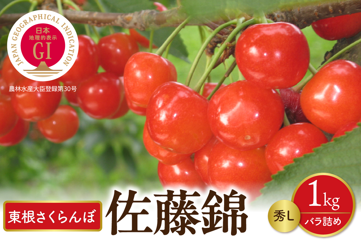 【先行予約】2026年産 GI東根さくらんぼ佐藤錦 秀L 1kgバラ詰め(500g×2P) 株式会社晴天畑提供 hi026-049
