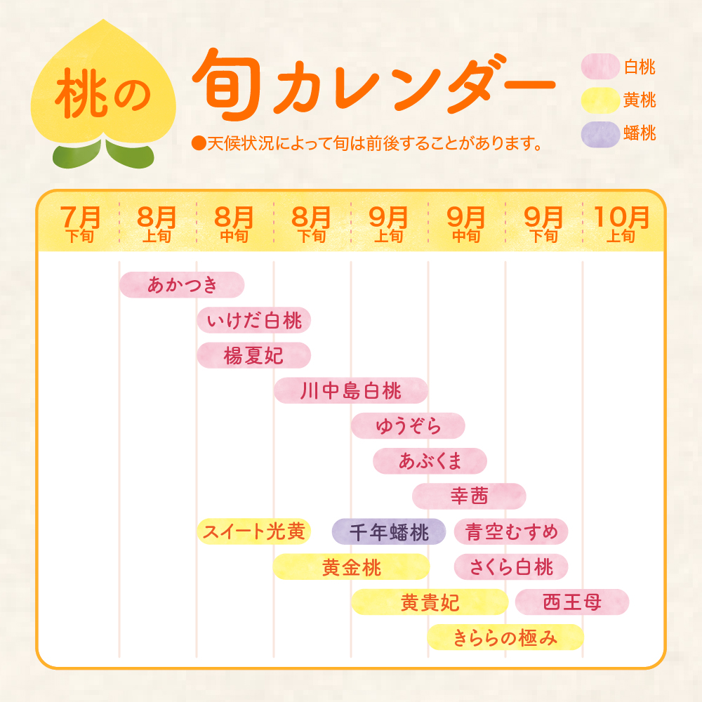 【2025年産 先行予約】 黄桃(品種おまかせ)5kg 東根農産センター提供 山形県 東根市 hi027-154-2