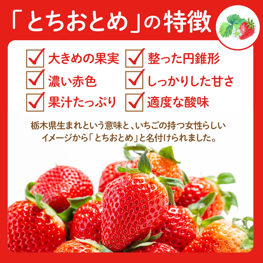 【令和7年産　先行予約】神町いちご（とちおとめ）12粒〜15粒 山形県 東根市　hi069-007-2