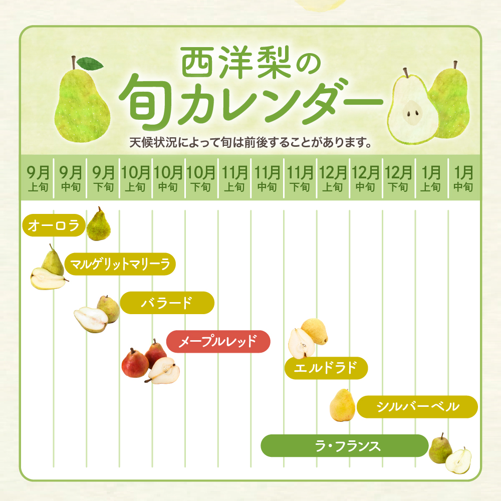 【令和6年産 先行予約】西洋梨オーロラ５ｋｇ 秀品　化粧箱入り　山形県 東根市 東根農産センター提供 hi027-133