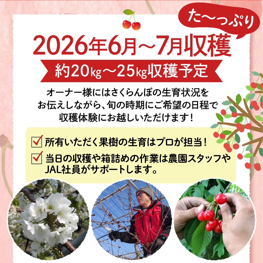 縲先焚驥城剞螳壹JAL髯仙ョ壹代先先惠荳ク縲1譛ャシ√第擲譬ケ逕」縺輔¥繧峨s縺シ縺ョ譛ィ 繧ェ繝シ繝翫シ讓ゥ縲檎エ遘蟲ー縲 螻ア蠖「逵 譚ア譬ケ蟶 hi081-003