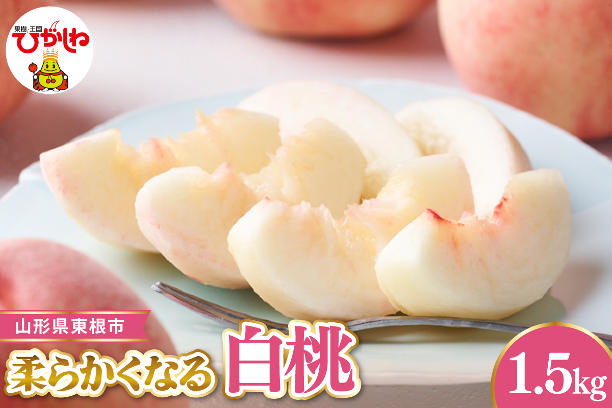 【令和8年産先行受付】 東根市産白桃　秀品 柔らかくなる桃 約1.5kg ベジフルひがしね 山形県 東根市 hi104-003