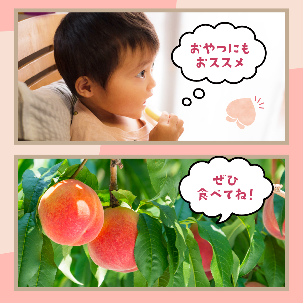 【2026年産 先行予約】 白桃 (品種おまかせ) 2kg 秀品 化粧箱入り 東根農産センター提供 山形県 東根市 hi027-257