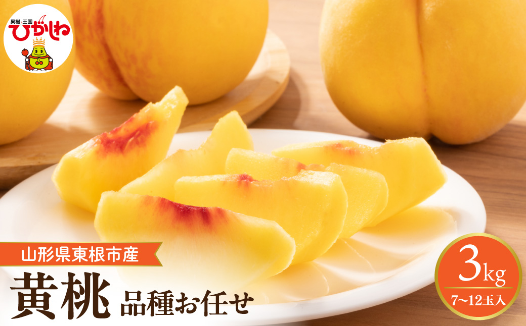 【2026年産】採れたて黄桃(品種お任せ) 約3kg (7～12玉)晴天畑提供 山形県 東根市 hi026-057