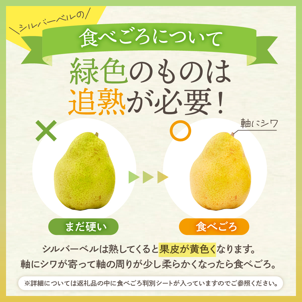 【令和6年産 先行予約】西洋梨シルバーベル2kg　秀品　化粧箱入り 山形県 東根市 東根農産センター提供 hi027-147