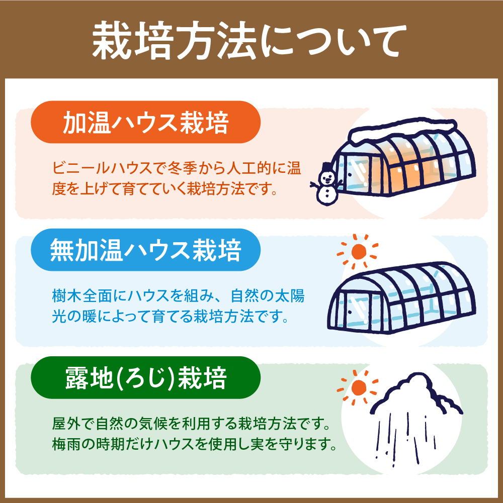 【2025年産 先行予約】先取り！5月から発送　無加温ハウス栽培 GI 「東根さくらんぼ」佐藤錦 800gバラ詰め JA園芸部提供 山形県 東根市 hi001-031-2