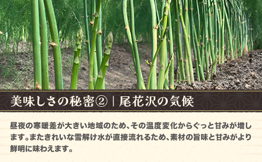 銀山春アスパラガスLサイズ 2kg 令和8年産 2026年産 山形県尾花沢市 アスパラ アスパラガス 銀山アスパラ グリーンアスパラガス nk-vga1x2