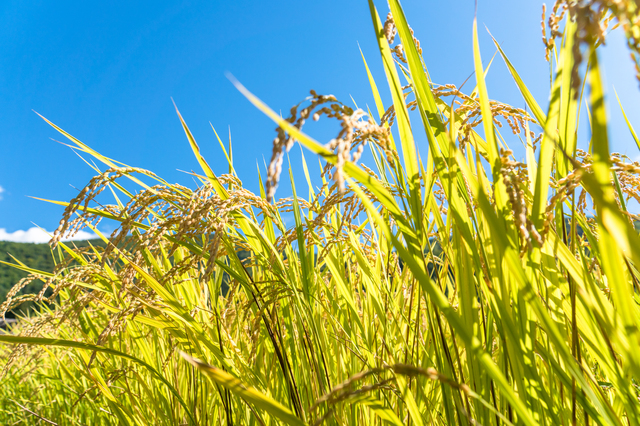 令和7年産 新米 玄米 はえぬき 30kg 11月上旬~順次発送 2025年産 米 お米 国産 山形県 尾花沢市 kd-hagxa30