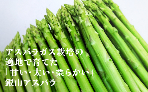銀山春アスパラガスLサイズ 2kg 令和8年産 2026年産 山形県尾花沢市 アスパラ アスパラガス 銀山アスパラ グリーンアスパラガス nk-vga1x2