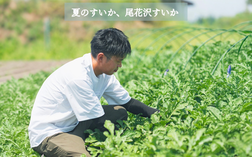 尾花沢プレミアすいか 祭りばやし777 大玉 6Lサイズ(約11kg~)  1玉 2026年産 令和8年産 nf-su6xm1