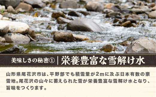 令和7年産 玄米 つや姫 10kg 10kg×1袋 2025年産 米 お米 国産 山形県 尾花沢市 kg-tsgxa10