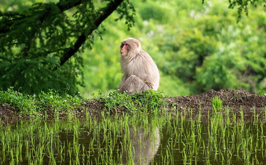 先行予約 無洗米 10kg 5kg×2 令和8年産 新米 棚田米 雪きらり 尾花沢市中刈産 ng-ykmxx10