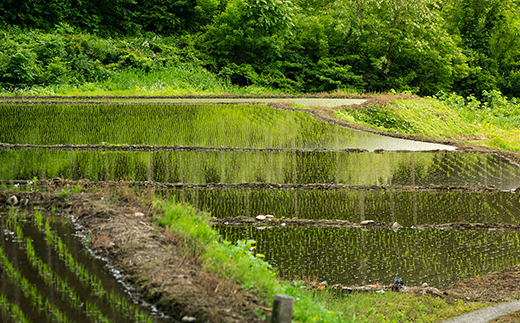 先行予約 精米 10kg 5kg×2 令和8年産 新米 棚田米 雪きらり 尾花沢市中刈産 ng-yksxx10