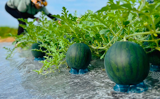 尾花沢産 小玉スイカ BonBonリッチ 約2~3kg×2玉 7月下旬頃~発送 令和8年産 2026年産 山形県 尾花沢市 観光物産 kb-subrx2