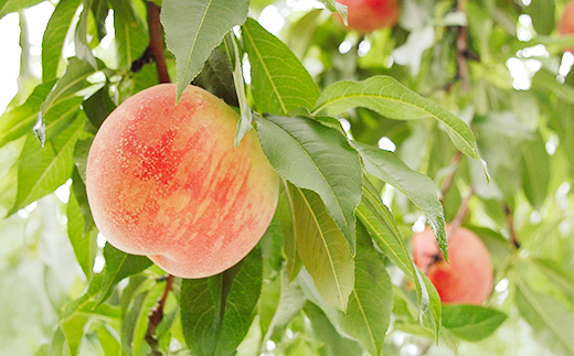 å
è¡äºçŽ ãã çœæ¡ ç§å åçš®ããŸãã 3kg åç²§ç®±å
¥ ãã«ãŒã æç© 2026å¹Žç£ ä»€å8å¹Žç£ å±±åœ¢çç£ ns-mohtx3-b