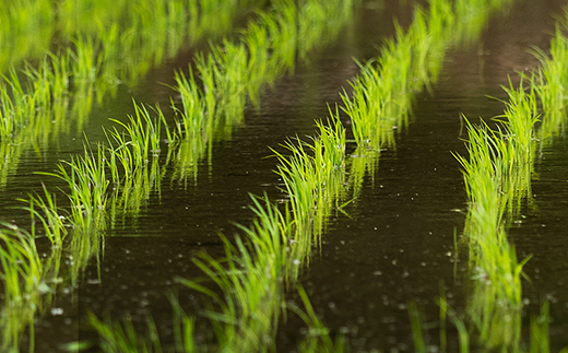 先行予約 精米 10kg 5kg×2 令和8年産 新米 棚田米 雪きらり 尾花沢市中刈産 ng-yksxx10