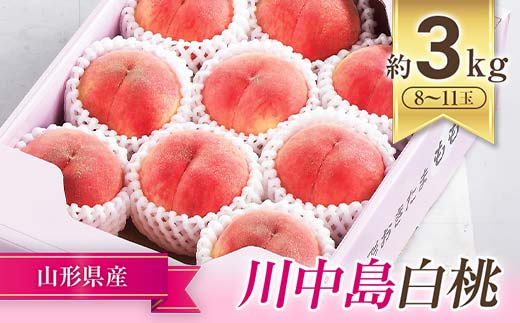 【令和7年産先行予約】 JA もも 「川中島」 約3kg (8～11玉) 化粧箱入り 《令和7年8月下旬～9月下旬発送》 『JA山形おきたま』 桃 モモ 果物 フルーツ 山形県 南陽市 [982]