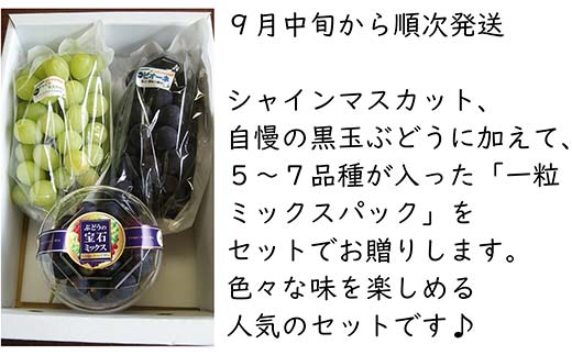 【令和7年産先行予約】 シャインマスカット ＋ 黒玉ぶどう ＋ 宝石ミックス 《令和7年9月中旬～発送》 『漆山果樹園』 マスカット 葡萄 ぶどう ブドウ 果物 フルーツ 山形県 南陽市 [663]