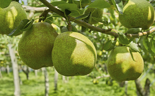 【令和8年産先行予約】 JA ラ・フランス 約5kg (14～18玉 秀) 《令和8年11月上旬～12月上旬発送》 『JA山形おきたま』 洋梨 果物 フルーツ 山形県 南陽市 [717-R8]