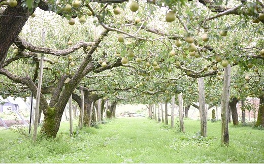 【令和7年産先行予約】 十三代目 佐藤市右衛門 ラ・フランス 約3kg (7～10玉 特秀 3～6L) 《令和7年11月上旬～発送》 『旬の果実 佐藤市右衛門農園』 山形県 南陽市 [677]