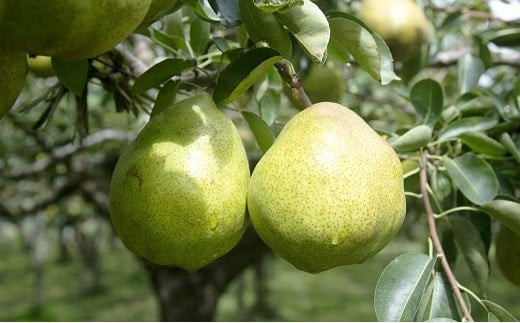 【令和7年産先行予約】 十三代目 佐藤市右衛門 ラ・フランス 約3kg (7～10玉 特秀 3～6L) 《令和7年11月上旬～発送》 『旬の果実 佐藤市右衛門農園』 山形県 南陽市 [677]