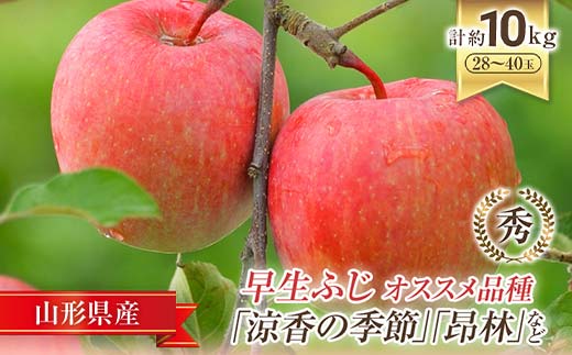 【令和7年産先行予約】JA 早生ふじ 「涼香の季節・昂林 等」 約10kg (28～40玉) 《令和7年9月下旬～10月中旬発送》 『JA山形おきたま』 山形県 南陽市 [927]