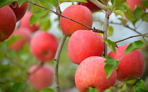 【令和8年産先行予約】 〈家庭用〉 JA りんご 「サンふじ (小玉)」 約10kg (46玉 秀) 《令和8年11月中旬～12月中旬発送》 『JA山形おきたま』 林檎 リンゴ 果物 フルーツ 山形県 南陽市 [721-R8]