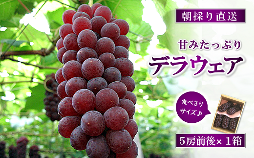 【令和6年産先行予約】 朝どりデラウェア 1箱  (5房前後入り) 《令和6年7月中旬～発送》 『漆山果樹園』 デラウェア ぶどう 種なし 朝どり 新鮮 果物 フルーツ デザート 予約 山形県 南陽市 [660]