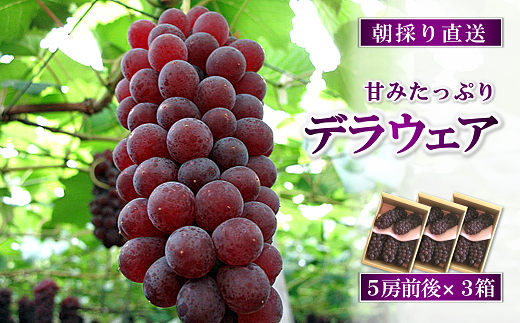 【令和6年産先行予約】 朝どりデラウェア 3箱 (1箱5房前後入り) 《令和6年7月中旬～》 『漆山果樹園』 デラウェア ぶどう 種なし 朝どり 新鮮 果物 フルーツ デザート 予約 山形県 南陽市 [703]