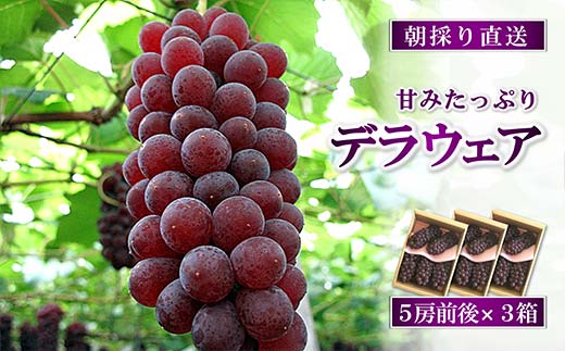 【令和7年産先行予約】 朝どりデラウェア 3箱 (1箱5房前後入り) 《令和7年7月中旬～発送》 『漆山果樹園』 葡萄 ぶどう ブドウ 種なし 新鮮 フルーツ デザート 山形県 南陽市 [703]