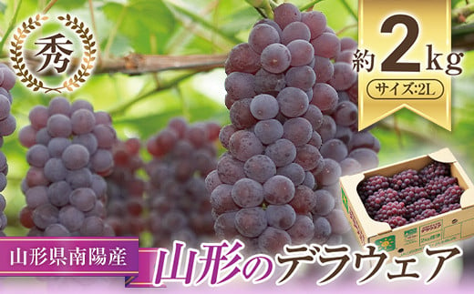 【令和7年産先行予約】 JA デラウェア 約2kg (2L 秀) 《令和7年7月下旬～8月下旬発送》 『JA山形おきたま』 葡萄 ぶどう ブドウ 種なし 果物 フルーツ 山形県 南陽市 [921]