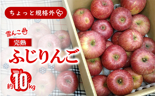 〈訳あり ちょっと規格外〉 雪んこ 完熟ふじりんご 約10kg 《令和7年1月上旬～発送》 【全国りんご選手権 銀賞】 『船中農園』 山形県 南陽市 [1405]