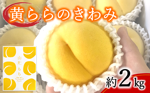 【令和6年産先行予約】 黄桃 「黄ららのきわみ」 約2kg (6～9玉)《令和6年9月中旬～発送》 『南陽中央青果市場』 桃 もも 山形県 南陽市 [1044]