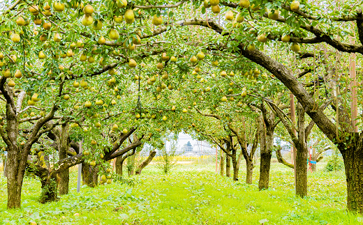 【令和7年産先行予約】 〈訳あり品 家庭用〉 ちょっと訳あり ラ・フランス 約5kg (14～18玉 2～4L) 《令和7年11月～発送》 『たけひさ農園』 ラフランス 山形県 南陽市 [1089]