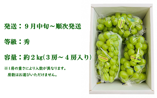 【令和6年産先行予約】 シャインマスカット 約2kg (3～4房 秀) 《令和6年9月中旬～発送》 『最上屋』 マスカット ぶどう 種なし 果物 フルーツ デザート 2024年 山形県 南陽市 [1102]